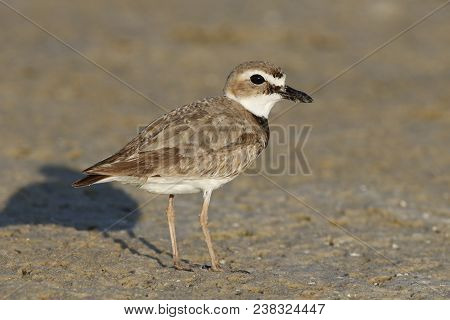A Wilsons Plover, Charadrius Wilsonia In Morning Sun On A Mudflat In Florida