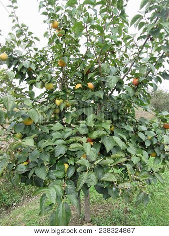 Persimmon Tree With Sweet Kaki Fruits . Tuscany, Italy