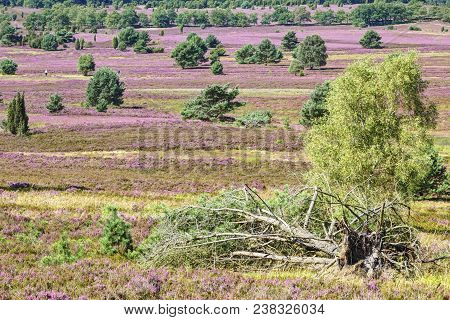 Nature Park (nature Reserve) Lüneburg Heath During The Heath Blossom, Northern Germany