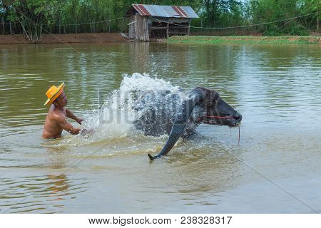 Kalasin, Thailand - May 21, 2016: Cattleman Without Shirt Bathing Buffalo With Extra Long Horns In R