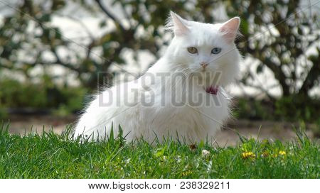 White Cat With Eyes Of Different Colors Green And Blue. Heterochromia And Iris Pigmentation