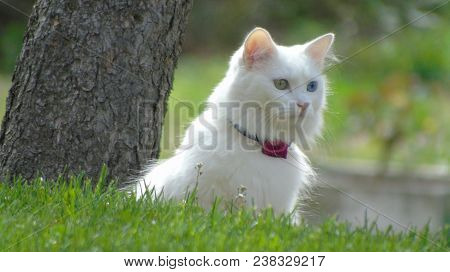 White Cat With Green And Blue Eyes. Heterochromia And Iris Pigmentation