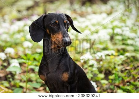 Portrait Of A Beautiful Dog Breed Of Dachshund, Black And Tan, Against A Background Of White Flowers