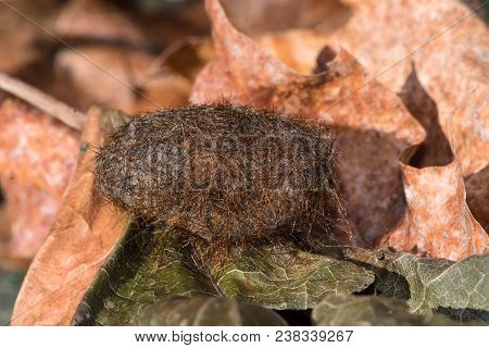 Cocoon Of A Woolly Bear Caterpillar Or Isabella Tiger Moth. The Cocoon Is Resting On A Pile Of Dry B