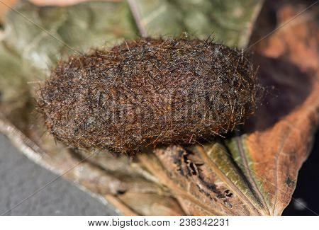Close Up View Of A Woolly Bear Caterpillar Cocoon, Or Pyrrharctia Isabella.  The Case Is Resting In 
