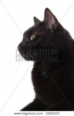 Iblack Cat Portrait, isoliert