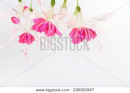 Delicate Romantic Fuchsia Flowers, Sprig On A White Background With Water Drops
