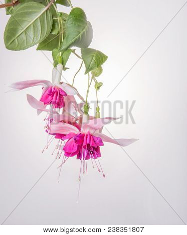 Delicate Romantic Fuchsia Flowers, Sprig On A White Background With Water Drops