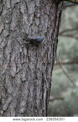 Vivid Wild Nuthatch Bird  Walk On Pine Tree Search Bugs In Spring Forest