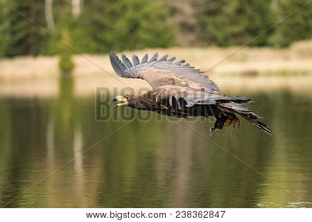 Birds Of Prey - Common Buzzard (buteo Buteo) Flying Over Lake.