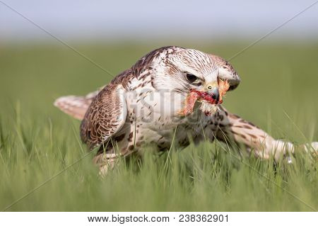 Close-up Portrait Of A Hobby Falcon, Falco Subbuteo, During Feeding On The Grass.