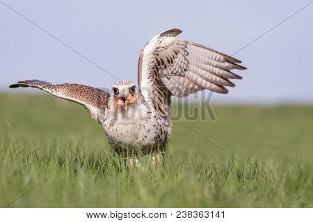 Close-up Portrait Of A Hobby Falcon, Falco Subbuteo, During Feeding On The Grass.
