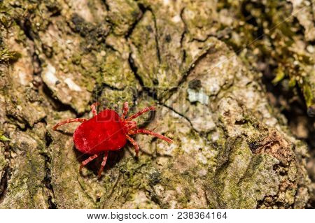 A Close Up Of A Red Velvet Mite Foraging On A Log During Spring.