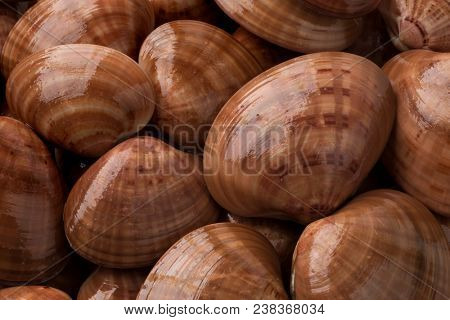 Fresh raw closed smooth clams full frame close up