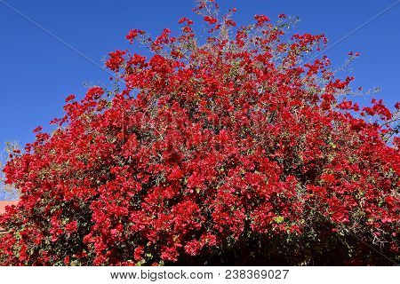 A Beautiful Blooming Bougainvillea Tree Against A Clear Blue Sky In Arizona