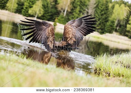 Birds Of Prey - Common Buzzard (buteo Buteo) In Lake Water