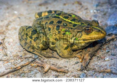 The Green Frog Sits On The Ground. The Swamp. Nature.