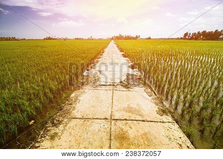 Rice Field Landscape, Paddy Field Landscape, South Borneo Indonesia