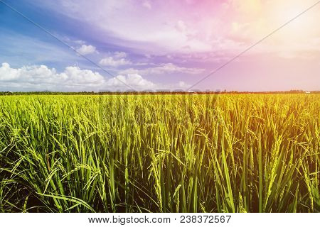 Rice Field Landscape, Paddy Field Landscape, South Borneo Indonesia
