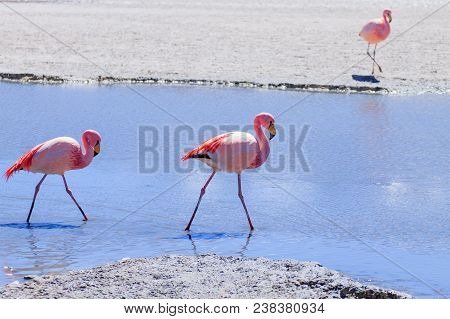 Laguna Hedionda Flamingos, Bolivia.  Andean Wildlife. Bolivian Lagoon