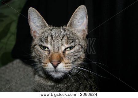 Katze