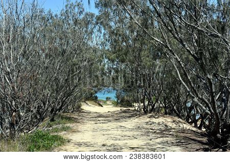 Bush Trees Forming A Tunnel. Pathway To The Beach At Laggers Point (south West Rocks, Nsw, Australia