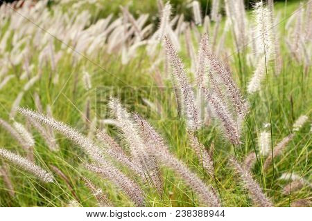 Setaceum Pennisetum Or Gramineae Grass