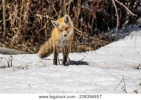 A Red Fox Hunting For Food In The Middle Of The Day