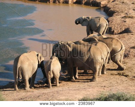Слоны в Waterhole