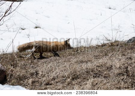 A Red Fox Hunting For Food In The Middle Of The Day