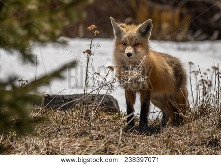 A Red Fox Hunting For Food In The Middle Of The Day