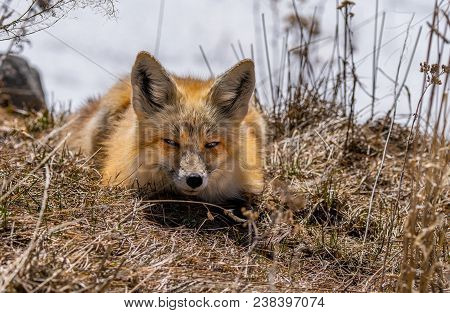 A Red Fox Hunting For Food In The Middle Of The Day