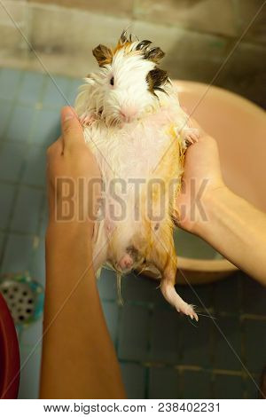 Selective Focus On White, Black, Orange Brown Guinea Pigs Taking A Bath In The Bath Tub. The Domesti