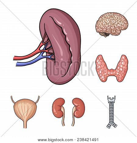 Human Organs Cartoon Icons In Set Collection For Design. Anatomy And Internal Organs Vector Symbol S