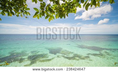 The Tropical Coast Of The Island Of Bohol With Corals And Overhanging Branches Of A Tree. Philippine
