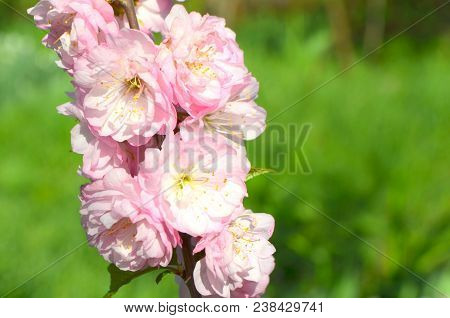 Almond Trilobate Terry Variety Rosenmund Luiseaniya Sakura
