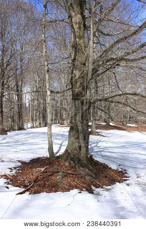 A Snow Covered Beech Trees In Wintertime