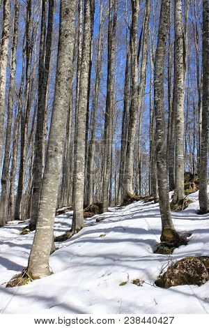 Some Snow Covered Beech Trees In Wintertime