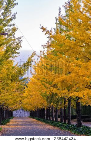 Ginkgo Road at Bandai Azuma Sport park Fukushima Japan