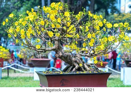 Ho Chi Minh City, Vietnam - February 16, 2018: Apricot Tree Blooming With Yellow Flowering Bonsai Br