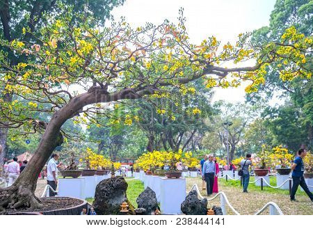 Ho Chi Minh City, Vietnam - February 16, 2018: Apricot Tree Blooming With Yellow Flowering Bonsai Br