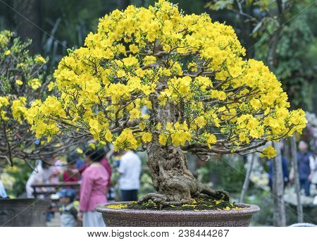 Ho Chi Minh City, Vietnam - February 16, 2018: Apricot Tree Blooming With Yellow Flowering Bonsai Br