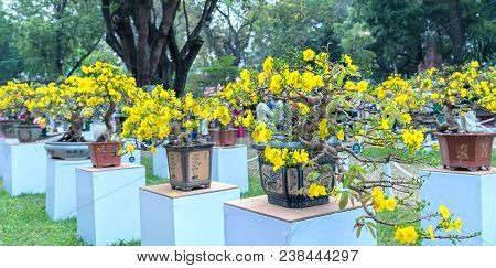 Ho Chi Minh City, Vietnam - February 16, 2018: Apricot Tree Blooming With Yellow Flowering Bonsai Br