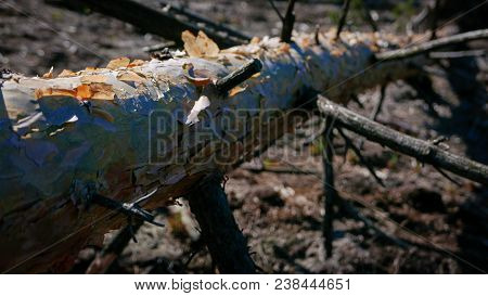 Overthrown Pine Trunk On Forest. Environment Concept.