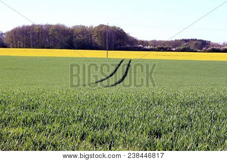 View Of Traces Of A Tractor In A Field