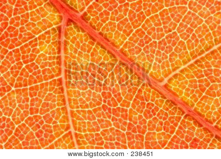 Maple Leaf Macro