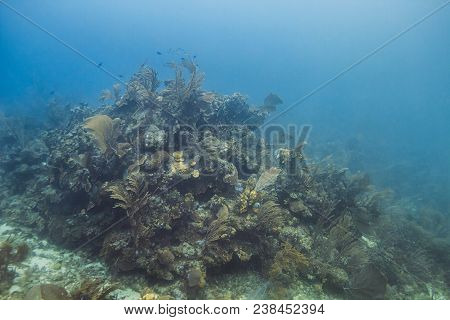 Xestospngia Muta In A Deep Caribbean Sea