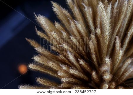 Dried Flowers In Vase As Background Or Texture