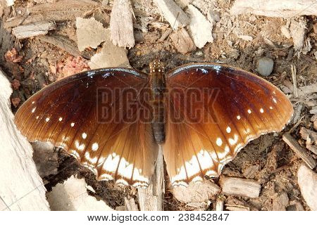 Common Indian Crow (euploea Core) Butterfly With Open Wings, Nepal