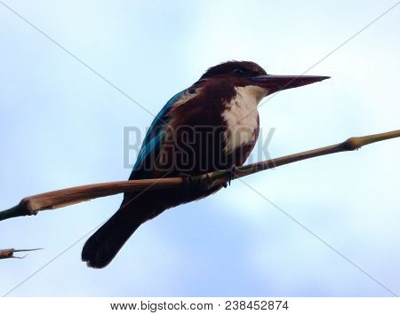 White Throated Kingfisher Observing From His Branch, Nepal